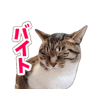 【家族の連絡用】コテフクandココア（個別スタンプ：3）