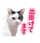 【家族の連絡用】コテフクandココア（個別スタンプ：4）