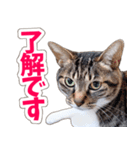 【家族の連絡用】コテフクandココア（個別スタンプ：5）