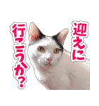 【家族の連絡用】コテフクandココア（個別スタンプ：6）