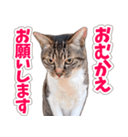 【家族の連絡用】コテフクandココア（個別スタンプ：7）