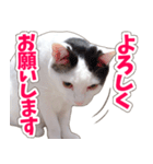 【家族の連絡用】コテフクandココア（個別スタンプ：8）