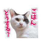 【家族の連絡用】コテフクandココア（個別スタンプ：9）