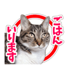 【家族の連絡用】コテフクandココア（個別スタンプ：10）