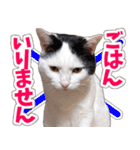 【家族の連絡用】コテフクandココア（個別スタンプ：11）