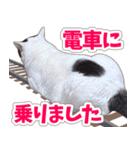 【家族の連絡用】コテフクandココア（個別スタンプ：12）