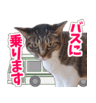 【家族の連絡用】コテフクandココア（個別スタンプ：13）