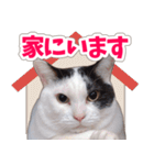 【家族の連絡用】コテフクandココア（個別スタンプ：14）