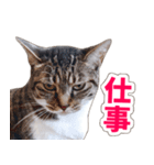 【家族の連絡用】コテフクandココア（個別スタンプ：15）