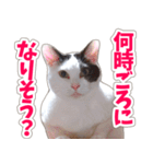 【家族の連絡用】コテフクandココア（個別スタンプ：16）