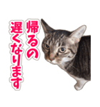 【家族の連絡用】コテフクandココア（個別スタンプ：17）