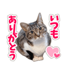 【家族の連絡用】コテフクandココア（個別スタンプ：18）