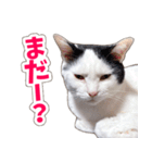 【家族の連絡用】コテフクandココア（個別スタンプ：19）