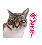 【家族の連絡用】コテフクandココア（個別スタンプ：20）