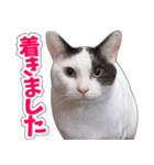 【家族の連絡用】コテフクandココア（個別スタンプ：21）