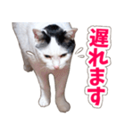 【家族の連絡用】コテフクandココア（個別スタンプ：22）