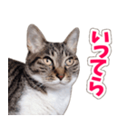 【家族の連絡用】コテフクandココア（個別スタンプ：23）