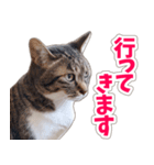 【家族の連絡用】コテフクandココア（個別スタンプ：24）