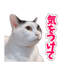 【家族の連絡用】コテフクandココア（個別スタンプ：25）