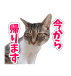 【家族の連絡用】コテフクandココア（個別スタンプ：26）