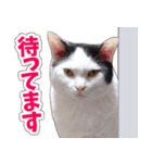 【家族の連絡用】コテフクandココア（個別スタンプ：27）