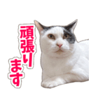 【家族の連絡用】コテフクandココア（個別スタンプ：28）