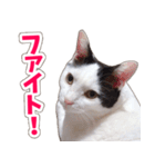 【家族の連絡用】コテフクandココア（個別スタンプ：29）