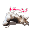 【家族の連絡用】コテフクandココア（個別スタンプ：30）