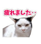 【家族の連絡用】コテフクandココア（個別スタンプ：31）