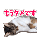 【家族の連絡用】コテフクandココア（個別スタンプ：32）