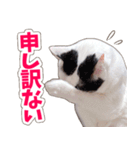 【家族の連絡用】コテフクandココア（個別スタンプ：33）