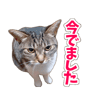 【家族の連絡用】コテフクandココア（個別スタンプ：34）