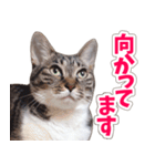 【家族の連絡用】コテフクandココア（個別スタンプ：35）