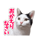 【家族の連絡用】コテフクandココア（個別スタンプ：36）