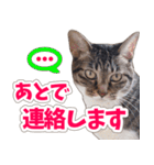 【家族の連絡用】コテフクandココア（個別スタンプ：37）