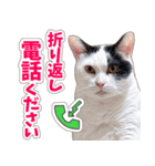 【家族の連絡用】コテフクandココア（個別スタンプ：38）