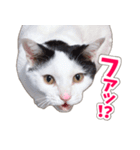 【家族の連絡用】コテフクandココア（個別スタンプ：39）