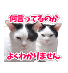 【家族の連絡用】コテフクandココア（個別スタンプ：40）