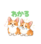 仲良しなコーギーたち（個別スタンプ：24）