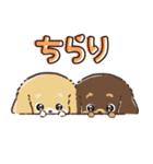 【犬の日】愛犬♡ダックスフンド★ご挨拶（個別スタンプ：20）