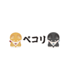 ちいさな柴犬＊毎日つかえる」（個別スタンプ：7）