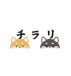 ちいさな柴犬＊毎日つかえる」（個別スタンプ：12）
