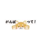 ちいさな柴犬＊毎日つかえる」（個別スタンプ：13）