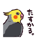 オカメインコです。（個別スタンプ：12）