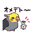 オカメインコです。（個別スタンプ：13）
