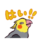 オカメインコです。（個別スタンプ：15）