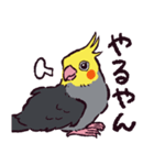 オカメインコです。（個別スタンプ：17）
