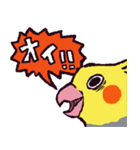 オカメインコです。（個別スタンプ：23）