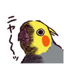 オカメインコです。（個別スタンプ：34）