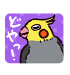 オカメインコです。（個別スタンプ：36）